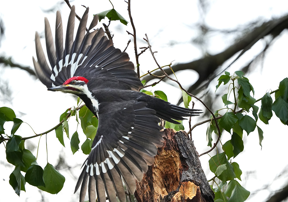 Pileated Woodpecker