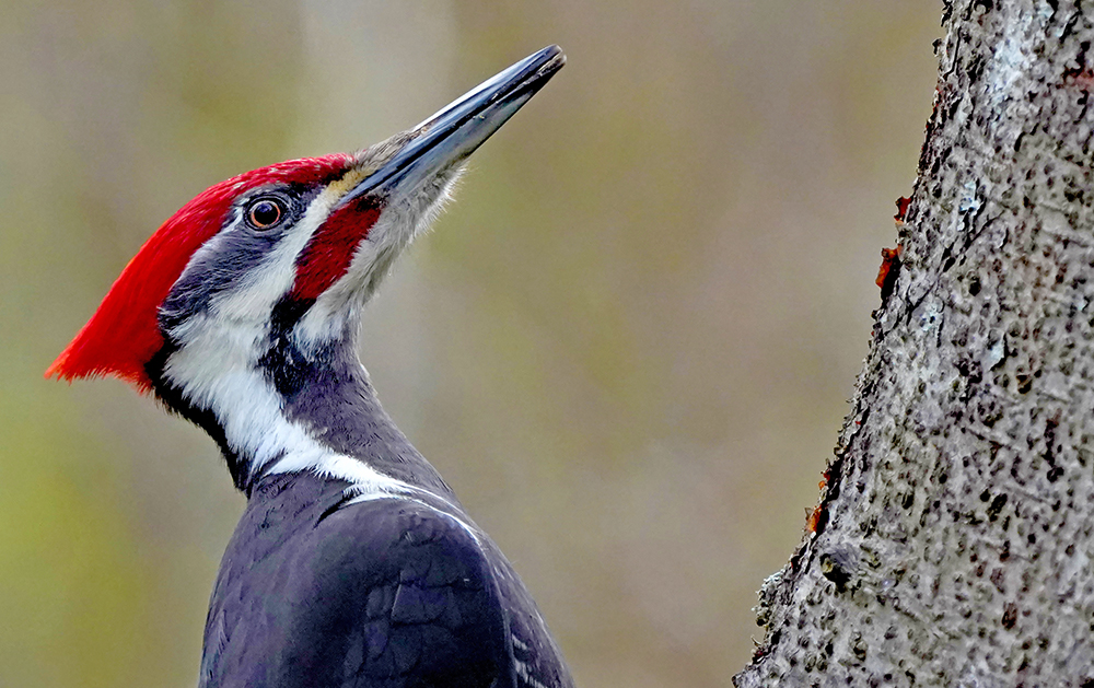 Pileated Woodpecker