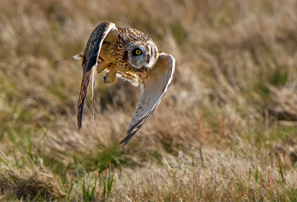 Short Eared Owl