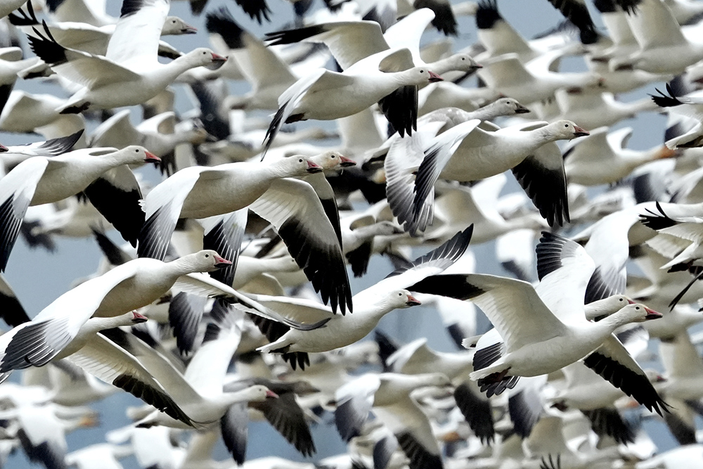 Snow Geese