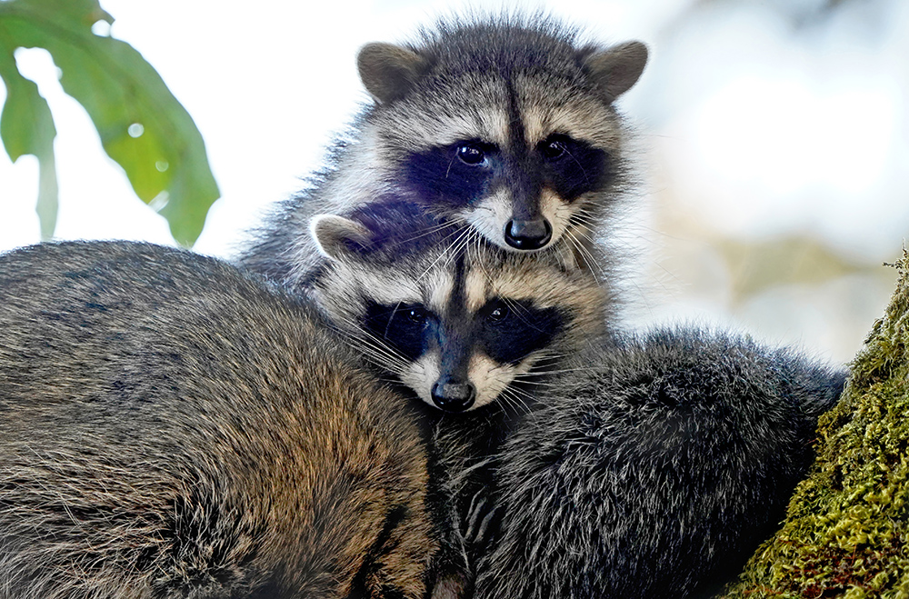 Baby raccoons